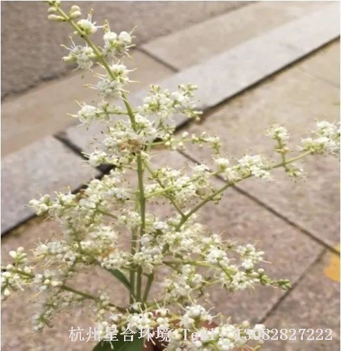 绿化养护