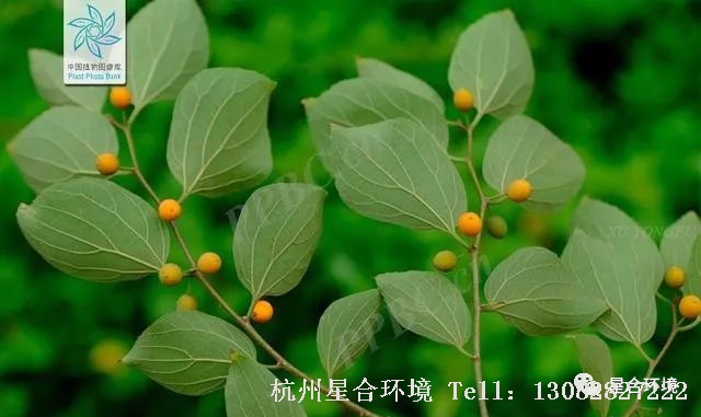 绿化施工