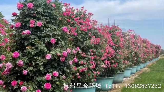 绿化工程