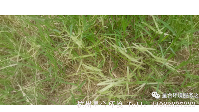 草坪养护