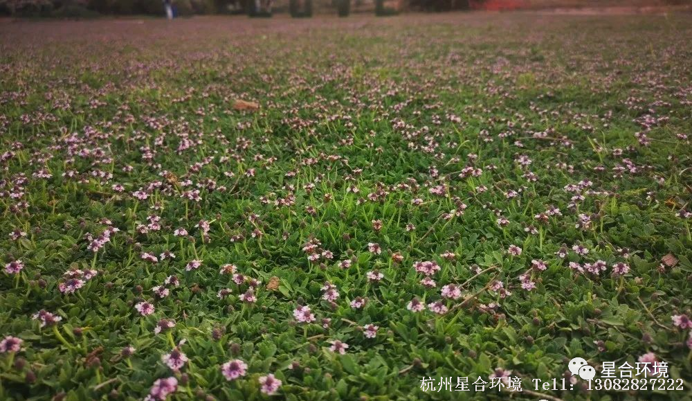 星合环境