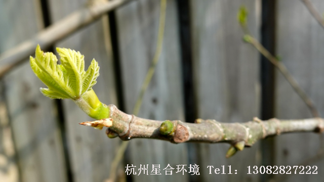 绿化养护