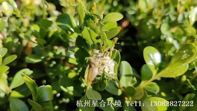 绿化养护