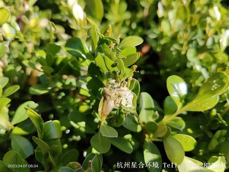 绿化养护