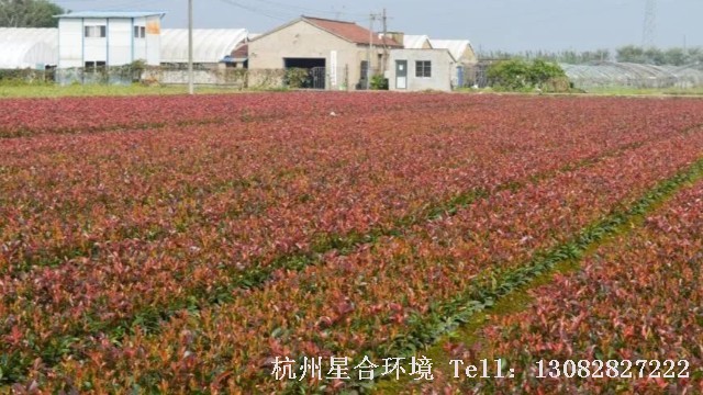 绿化养护
