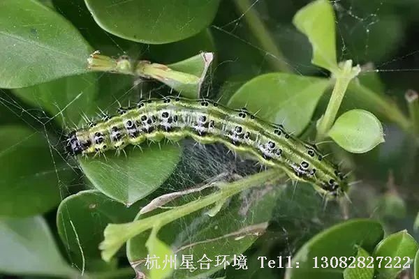 绿化养护