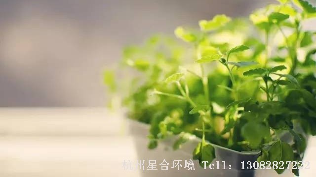 绿化养护