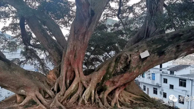 庭院养护
