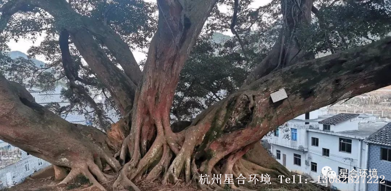 庭院养护