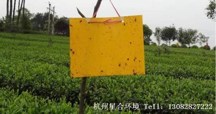 绿化养护园林高效防治蚜虫的方法