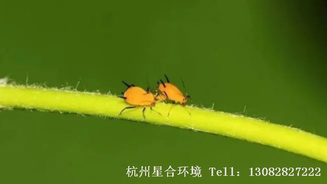 绿化养护