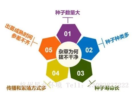 绿化养护如何有效地减少杂草数量呢？