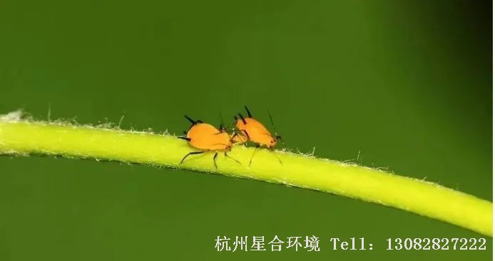 随着春季气温的回升，植物新梢的萌发，蚜虫又到了肆虐的季节，防治蚜虫也成了春季绿化养护的一项重要工作。