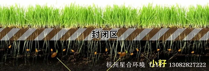 花木篱形成的稳定药土层，不会被降水或灌溉水淋溶至植物根系位置，因此对于绿化养护成坪草坪、各种健康的园林植物都非常安全