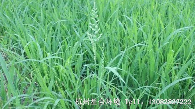 知己知彼百战百胜，我们只有知道杂草对园林植物的危害，绿化养护才能重视杂草，才能战胜杂草