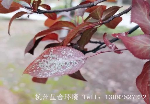 对于以上这些问题都是大家在日常绿化养护过程中经常遇见的