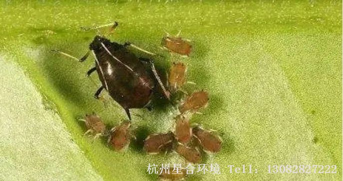 蚜虫可危害多种绿化养护园林植物，如月季、蔷薇、海桐、石楠、夹竹桃、桃树、紫叶李、重阳木、木槿、海棠、樱花、栾树等;其发生特点与温度高低密切相关