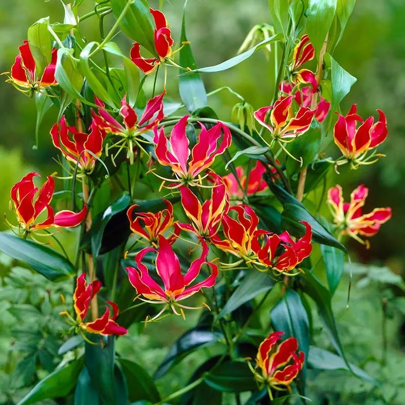 杭州花园设计
