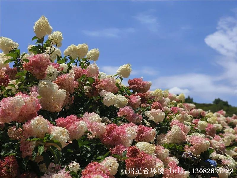 杭州花园施工