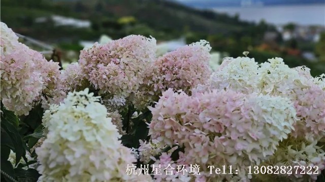 杭州花园施工