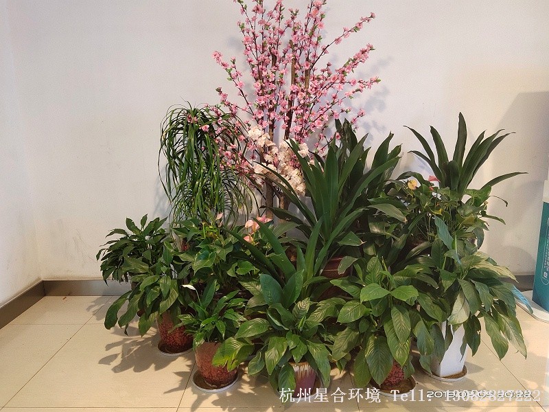 小区植物租摆