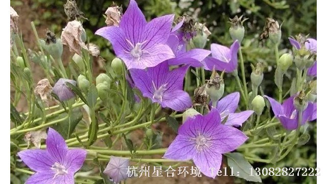绿化养护