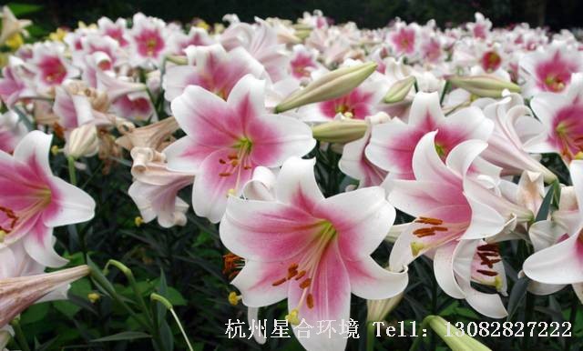 绿化养护