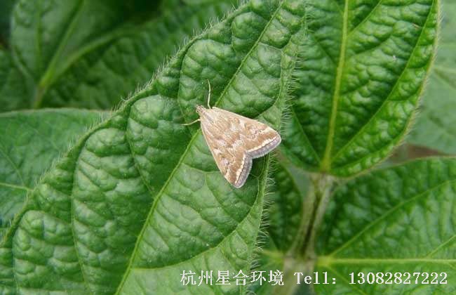 绿化养护草地螟