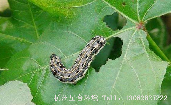 绿化养护