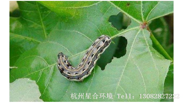 绿化养护