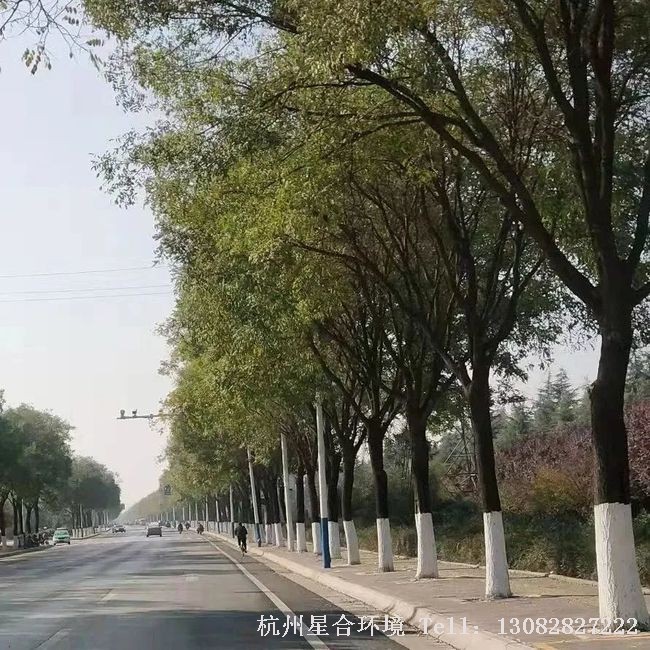 绿化养护刷白