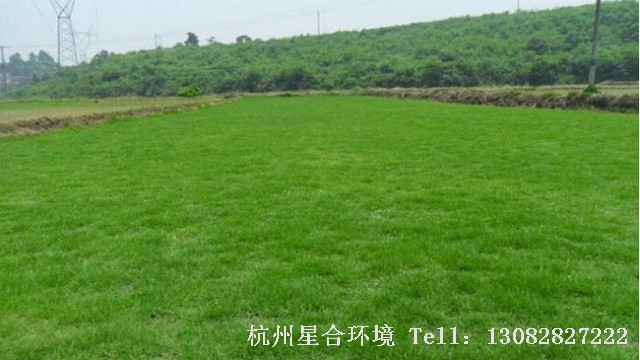 草坪种类
