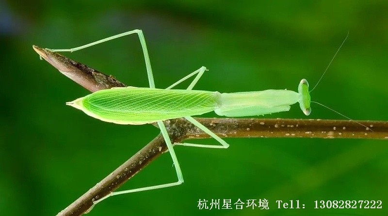 绿化养护生物防治