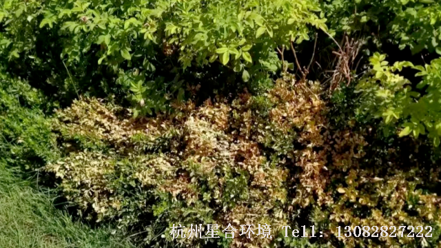 绿化养护
