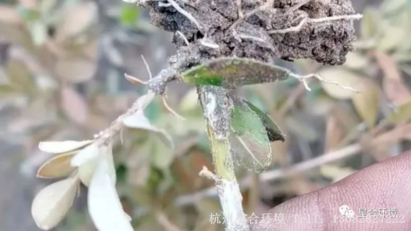 绿化养护