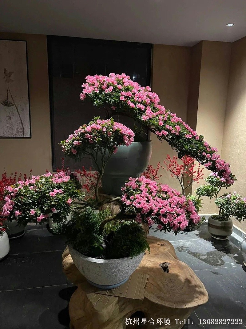广州花时尚 新中式植物株摆年宵盆栽爆单