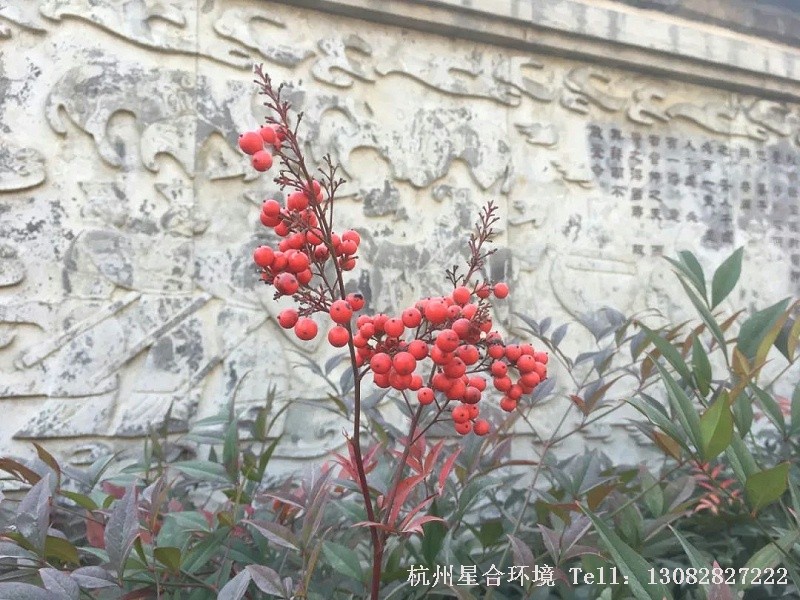 这种小檗科南天竹属植物，南方常见的绿化养护常绿植物，不过由于它的适应性很强，北方园林绿化也多采用。