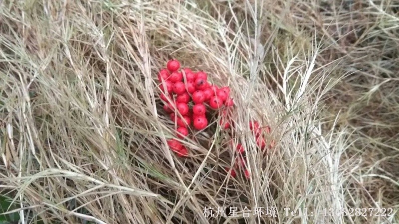 不过绿化养护但凡太毒之物，好好利用，也能医病。比如断肠草之于情花毒。