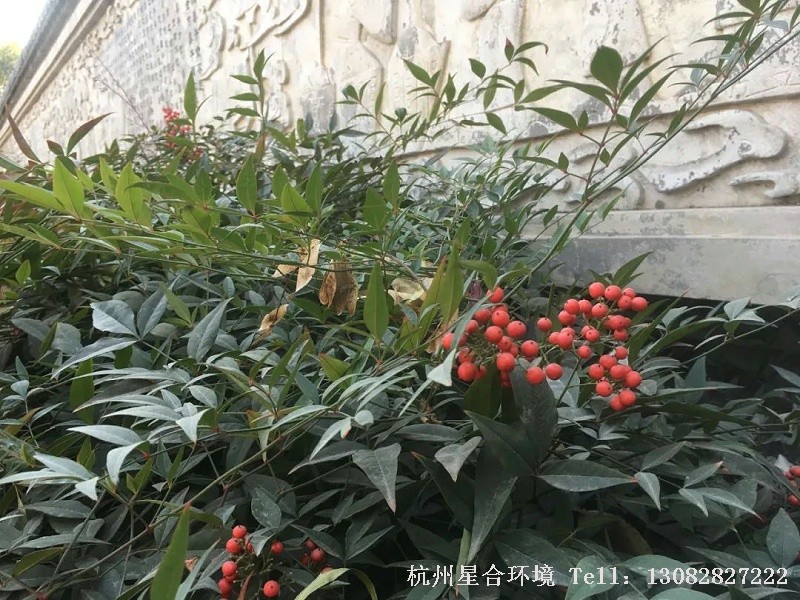 有花、有叶、有果，符合人们绿化养护“春赏花、夏赏香、秋赏叶、冬赏果”的愿望。也常被用来当礼物送给老人，有长寿之意。