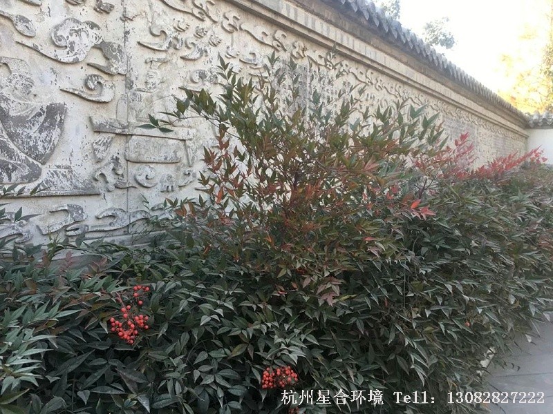 绿化养护植物的神奇在于，总是很容易让人着迷。草木芳华，玄妙万千。一旦留意，便觉得时光也是美的。