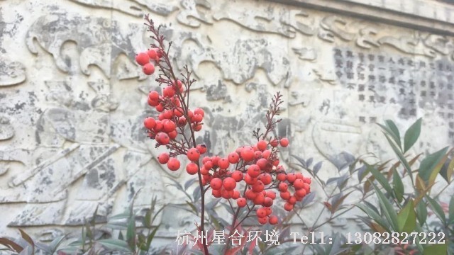 绿化养护