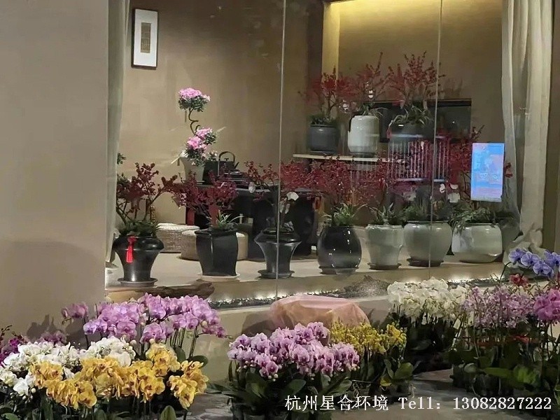 因为花店面积只有50平方米，他提前在附近租了工作室，这段时间每天在工作室专心创作新中式年宵花植物株摆。