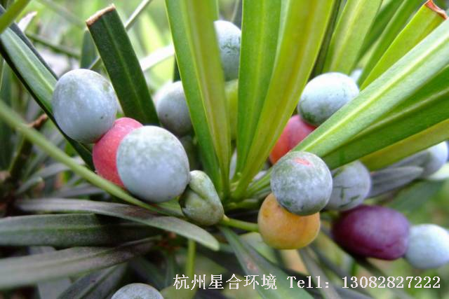 绿化养护