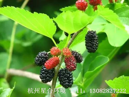绿化养护