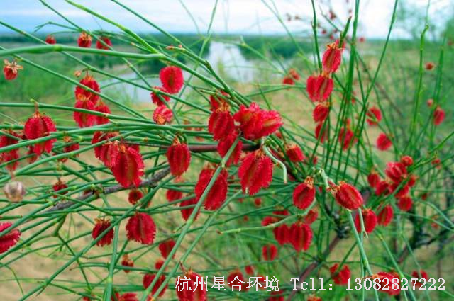 绿化养护