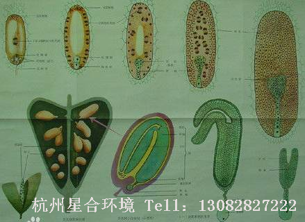 绿化养护