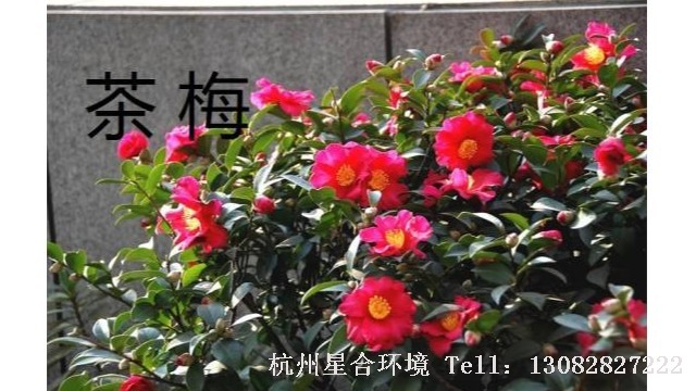 绿化养护