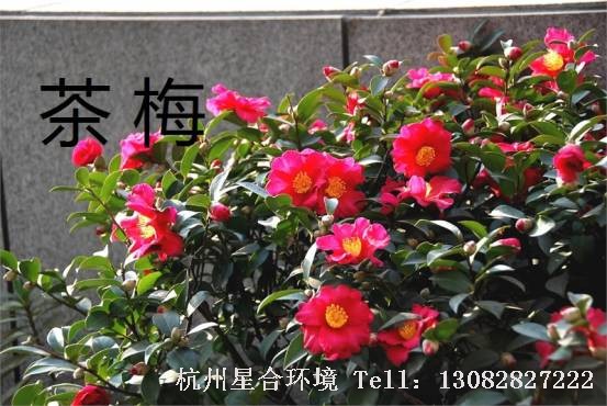 绿化养护