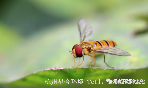 绿化杀虫