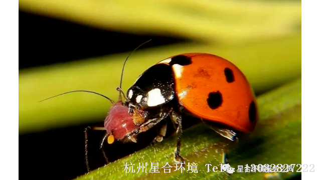 绿化杀虫